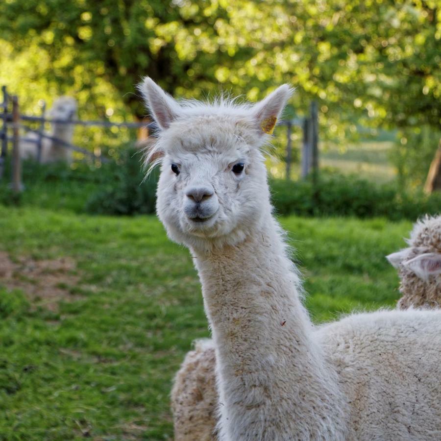 Appartamento Alpaka-Ferien Wiechs am Randen Esterno foto