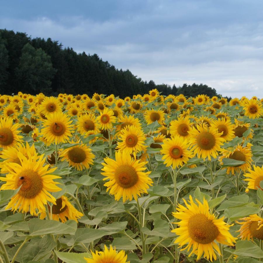 Appartamento Alpaka-Ferien Wiechs am Randen Esterno foto